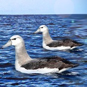 albatrosses