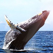 whale