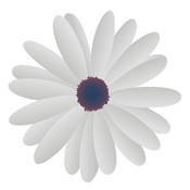 white_flower